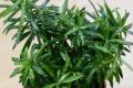 净化空气的植物都有哪些