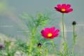 【格桑花花语】 格桑花花语赏析