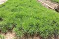 油松苗的种植管理及养护措施有哪些