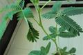 含羞草好养吗