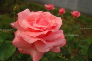 月季花栽培,藤本月季的养殖方法