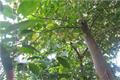 【沉香木种植】沉香木的种植和病虫害防治