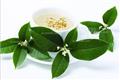 桂花茶怎么做 桂花茶的做法大全