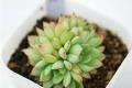 室内多肉植物怎么养 多肉植物养殖注意事项