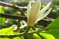 【白兰花花语】白兰花花语大全