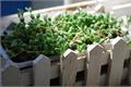 多肉植物情人泪的养殖方法及注意事项