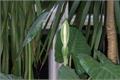 如何养殖滴水观音 滴水观音养殖大揭秘