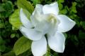 【栀子花叶子发黄】大叶栀子花叶子发黄怎么办