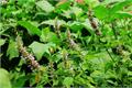 【藿香花】藿香花的详细介绍