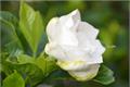 栀子花花语有哪些 栀子花花语介绍