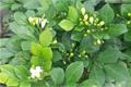 【九里香花】九里香花如何栽培