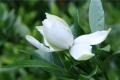 【栀子花黄叶】栀子花叶子发黄的原因