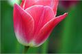 郁金香花语以及象征的意义