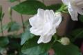 茉莉花怎么养 茉莉花的养殖方法介绍