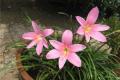 【兰花怎么养】兰花的养植方法