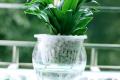 室内保湿何必要用加湿器 植物保湿更环保