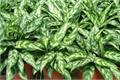 家居黑美人植物养殖方法和养护注意事项