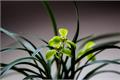 兰花种植与日常养护