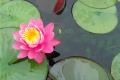 【睡莲花语】睡莲的花语是什么