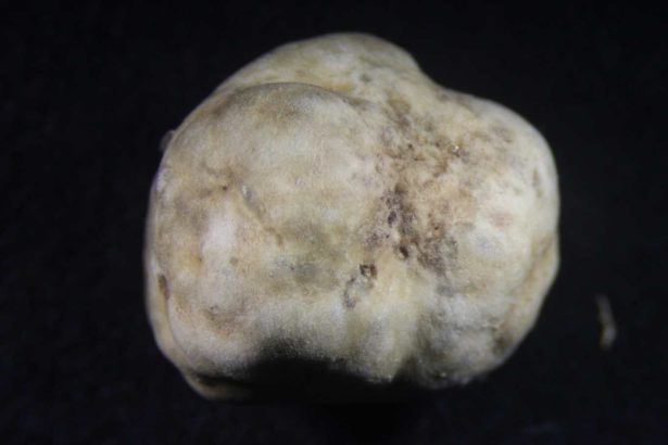 溪头发现世界松露新品种！林试所发表“深脉松露”，全台首个白松露