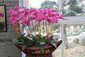 【蝴蝶兰花期】蝴蝶兰花期有多少时间