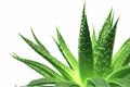盆栽芦荟怎么浇水 盆栽芦荟的浇水办法