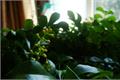 米兰花的种植养护