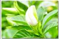 栀子花有毒吗？栀子花的香味有毒吗？