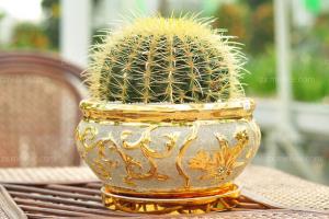 金琥和仙人球的区别,金琥花语是什么?