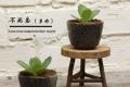 不死鸟(多肉)的种植要点及栽培技术