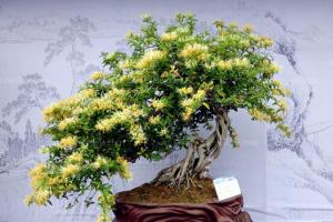 金银花盆景价格表,金银花盆景多少钱一盆
