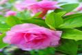 室内花卉养殖什么好 适宜室内养殖的花卉有哪些