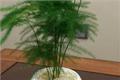 怎样养好文竹