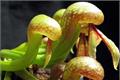 【眼镜蛇瓶子草】眼镜蛇瓶子草怎么养