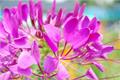 【醉蝶花】什么是醉蝶花