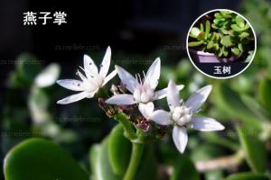 燕子掌怎么养,燕子掌和玉树的区别分析