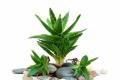 【办公室绿色植物】办公室绿色植物的介绍