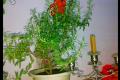 迷迭香是什么植物？迷迭香可以吃吗？