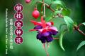 倒挂金钟花图片_花语_花期大全