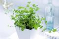 室内净化空气的植物大盘点