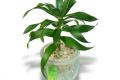 水培植物营养液用法