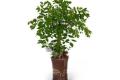 【家居水生植物】家居水生植物的摆放