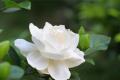 【栀子花的花语】栀子花的花语是什么