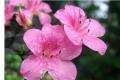 【杜鹃花花语】杜鹃花花语是什么