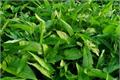 【蕹菜】蕹菜的栽培方法知多少