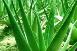 芦荟的养殖方法(图)