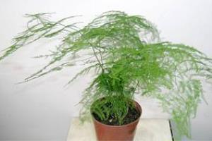 简述文竹叶子发黄怎么办及其病因