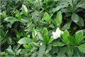 枝枝花怎么养 枝枝花养殖要点