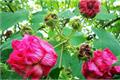 芙蓉花怎么养 芙蓉花图片欣赏