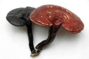 灵芝的功效与作用及食用方法